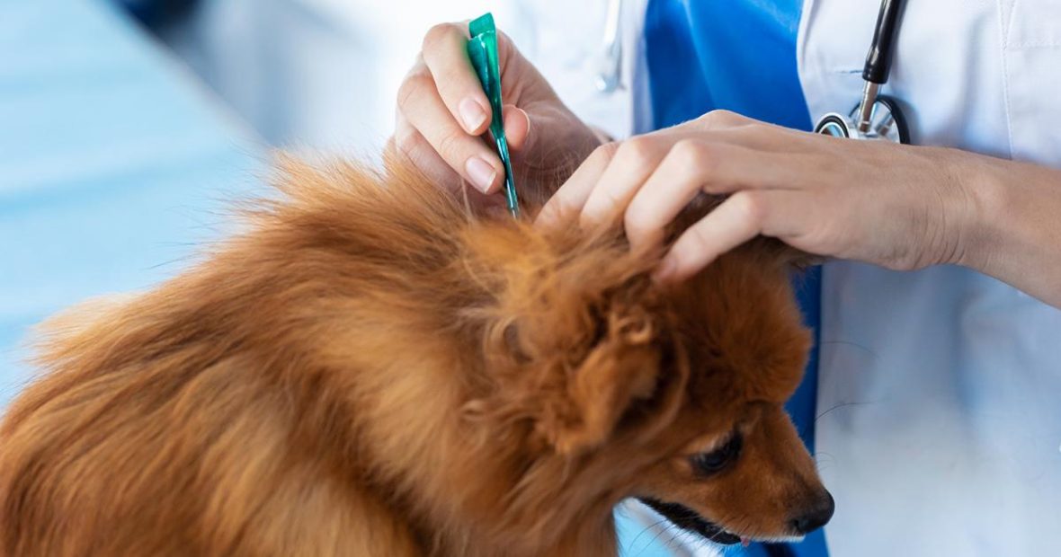 Advantix für Hunde